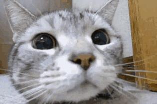 猫咪为什么对臭鞋、臭袜子那么感兴趣呢，这是重口味吗？