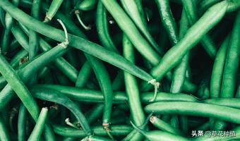 豌豆生长对氮磷钾的要求,野豌豆能对土壤起到固氮作用吗