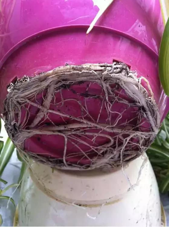 吊兰绿萝怎么换土,绿萝和吊兰用什么土壤