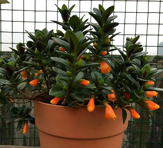 小金鱼花扦插可以把枝泡水生根吗,小金鱼水培扦插方法