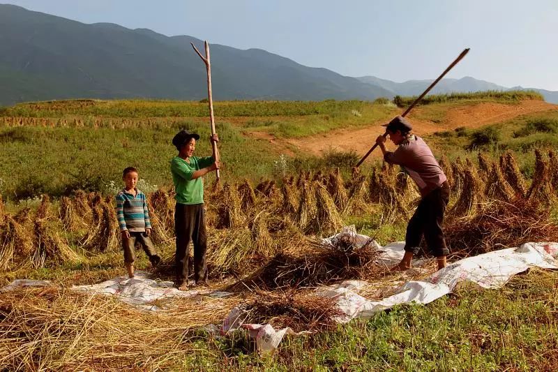 大凉山特产苦荞香茶,大凉山高山黑苦荞茶