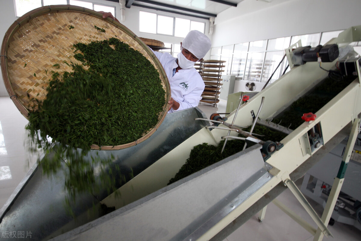 一代名山,南糯山普洱茶是哪个村寨的茶