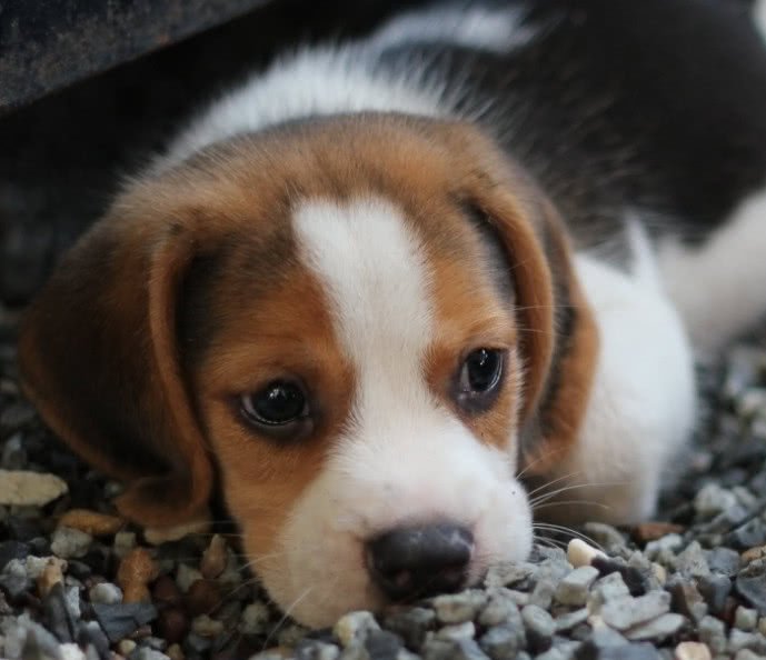 如何教导狗狗在室内排便,如何引导狗狗不在家里尿尿