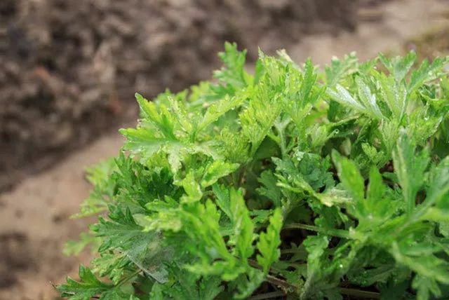 哪里的青团最正宗,青团哪个牌子最好吃