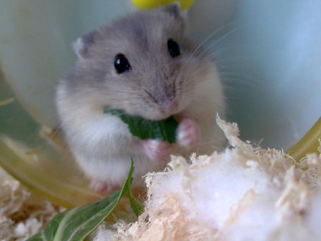 养动物的科普,如何养仓鼠和如何整理仓鼠的笼子