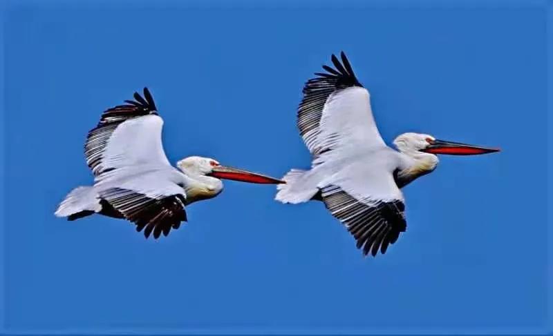 朔州：鹈鹕惊现东榆林