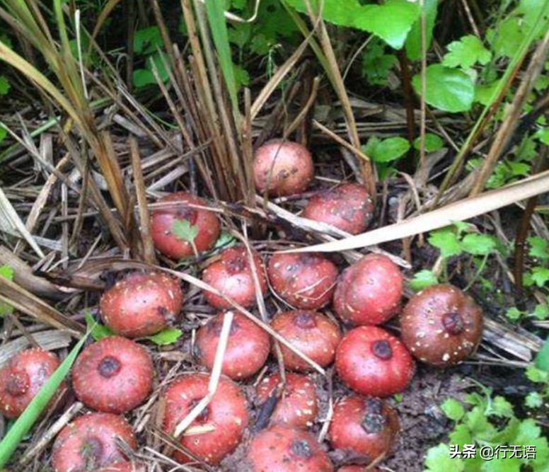 有趣的农村生活食物,农村生活农村娃农村美食