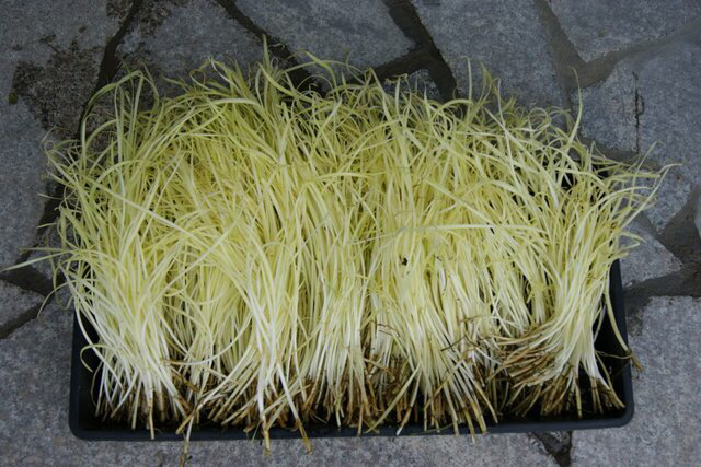 阳台种菜阳光不足种什么菜好,阳台上种菜没光照怎么办