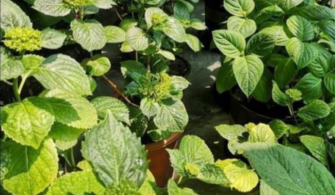 刚买的绣球无尽夏叶片发黄怎么办,绣球花苗叶子发黄枯萎是什么原因