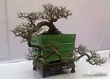 榆树盆景何时修剪最好,盆景怎样修剪最好看