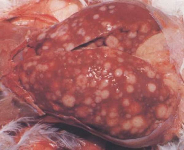 马立克氏病治愈率,马立克防什么病