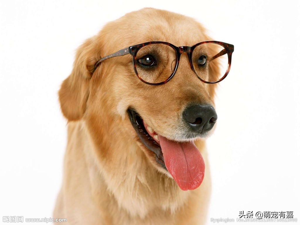 狗狗是否可以吃猪肉？分享犬旋毛虫病的七个知识点，早发现早治疗