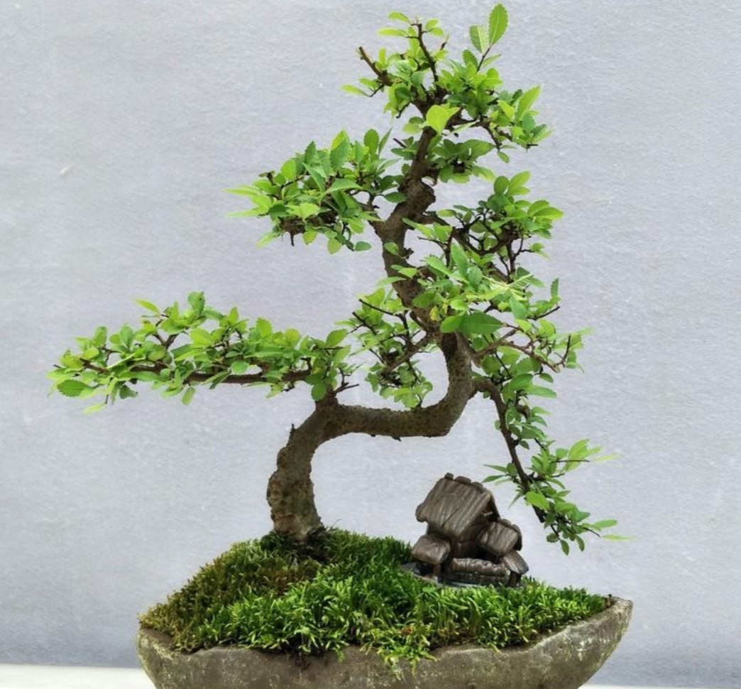 榆树盆景悬崖式造型大全,榆树盆景长叶