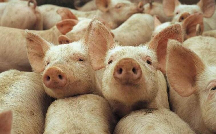 治疗仔猪拉稀，这几种有效的方法你或许还没听过