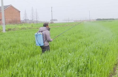 惊蛰忙种麦谷物种大田,惊蛰节气春耕忙完整版