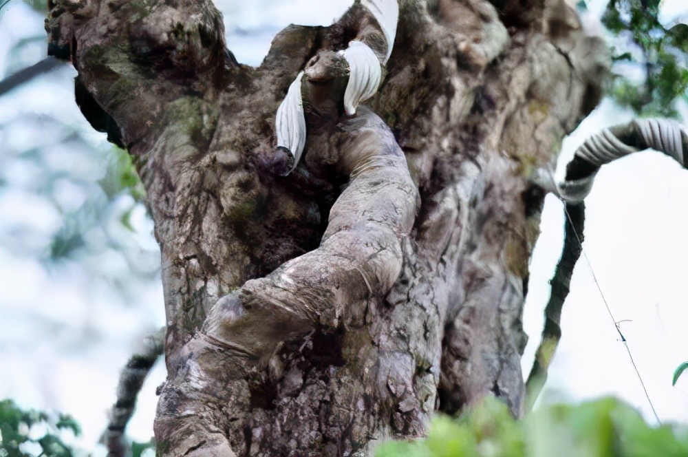 500年古树出售,男子卖掉自家地里一棵树