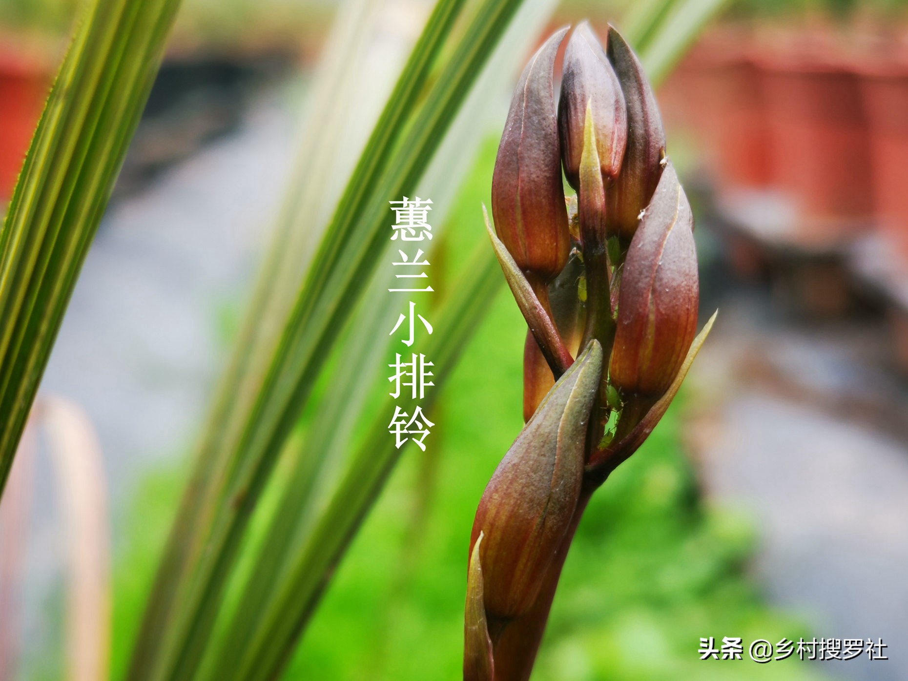 蕙兰排铃期的管理方法,蕙兰花蕾期怎么管理