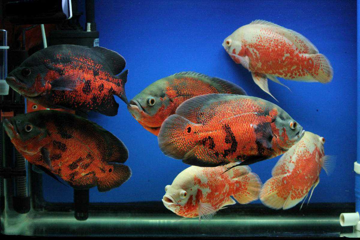 自来水没氯气还要困水吗,自来水养鱼一定要困水吗