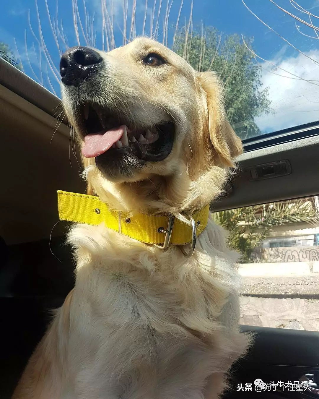 全国十大宠物狗排名榜,宠物狗排行榜前十名最好