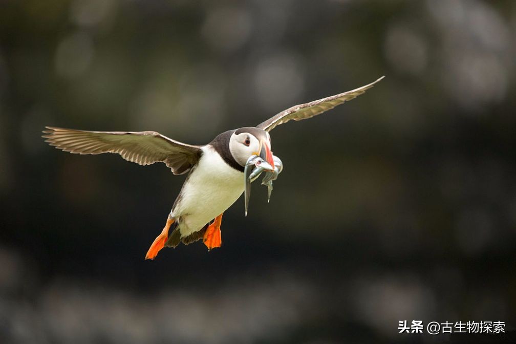 侏罗纪世界翼龙品种,侏罗纪翼龙是肉食还是草食