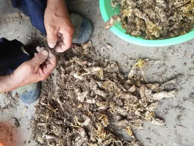 虫子被寄生了还能活着吗,虫子被寄生还能活吗