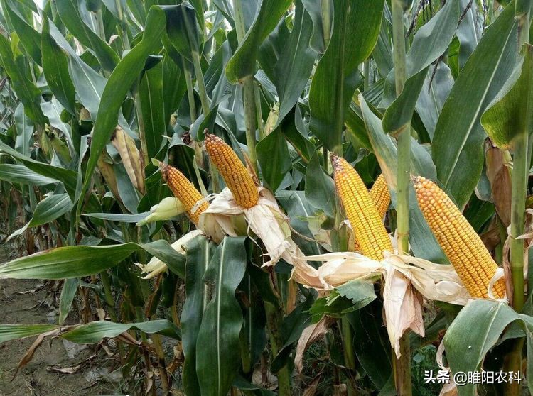 综合抗性强的玉米新品种,极耐旱玉米新品种