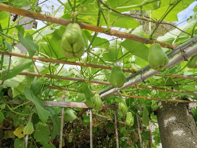 农村一棵树结几百斤的瓜,营养丰富,却鲜少有人种植,你见过吗?