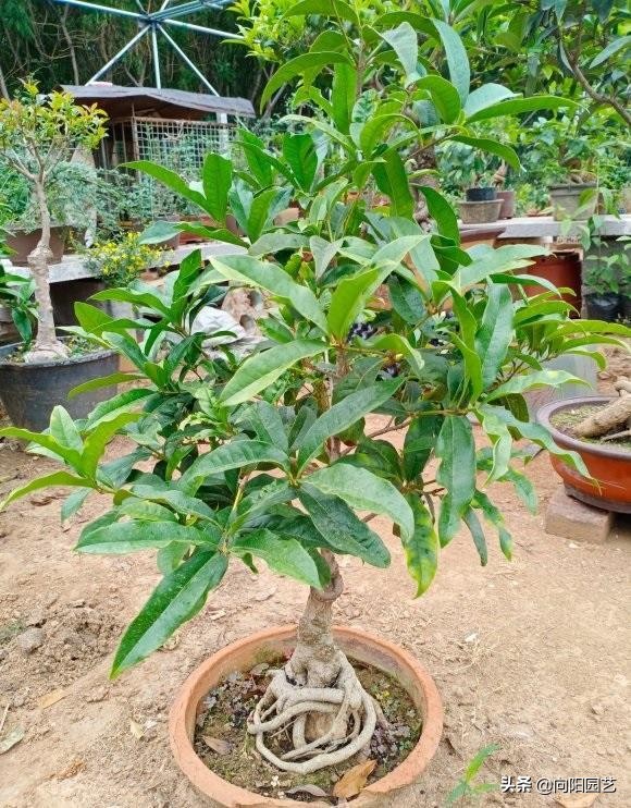 桂花用黄土还是营养土好,养了5年的花枯萎