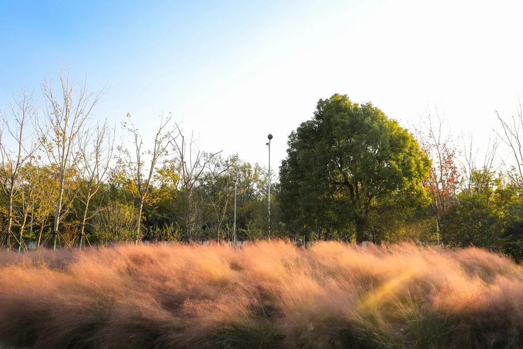 深秋回暖，安排！沪上各区的深秋美景，你准备好打卡了吗？