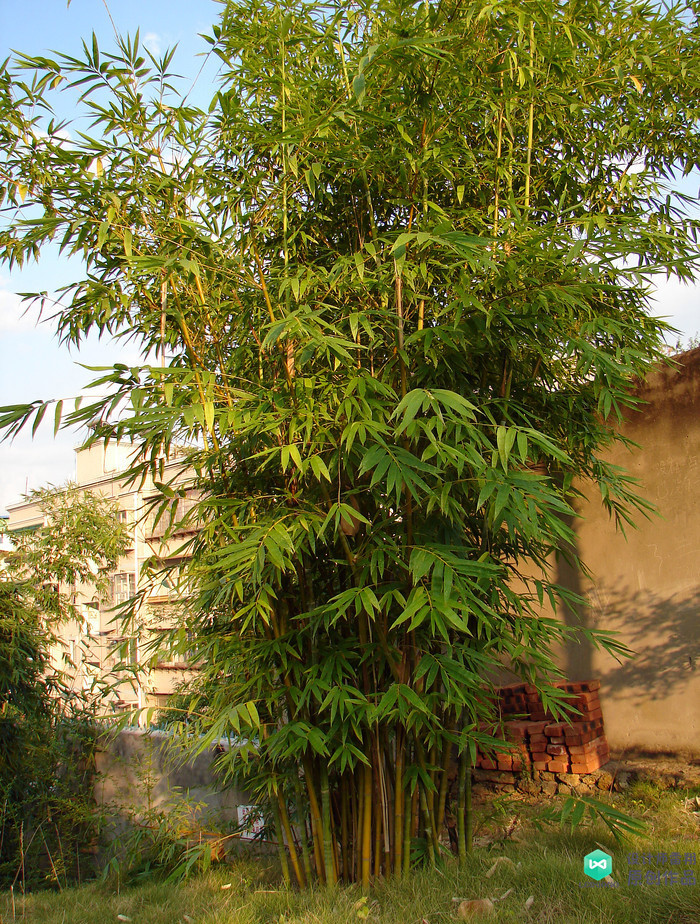 院子适合种的花和设计,庭院设计植物大全