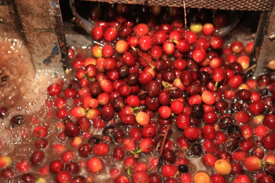 洪都拉斯咖啡豆的产区,咖啡豆洪都拉斯