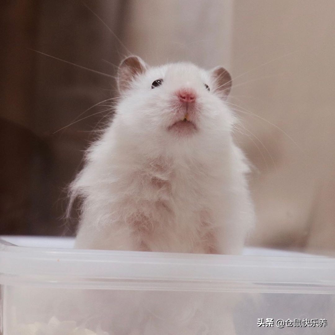仓鼠的哪些行为能证明它真的不怕,仓鼠幼鼠为啥一直睡觉