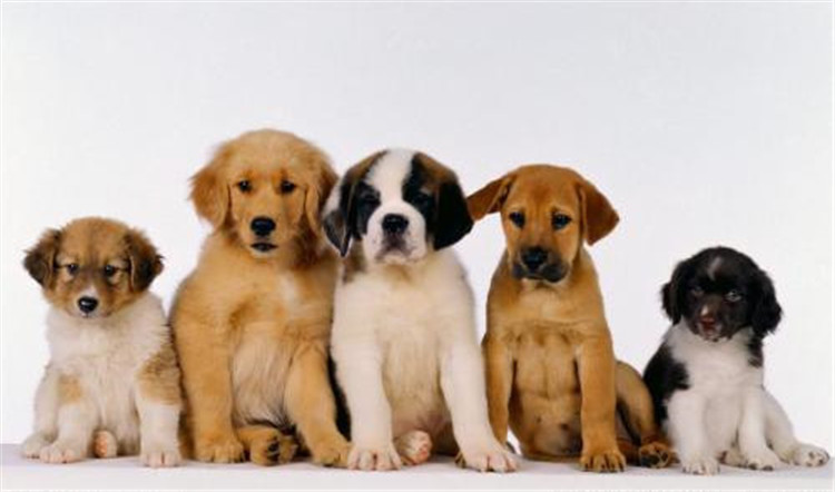 狗妈妈生孩子了该怎么办,狗妈妈生不出来怎么办