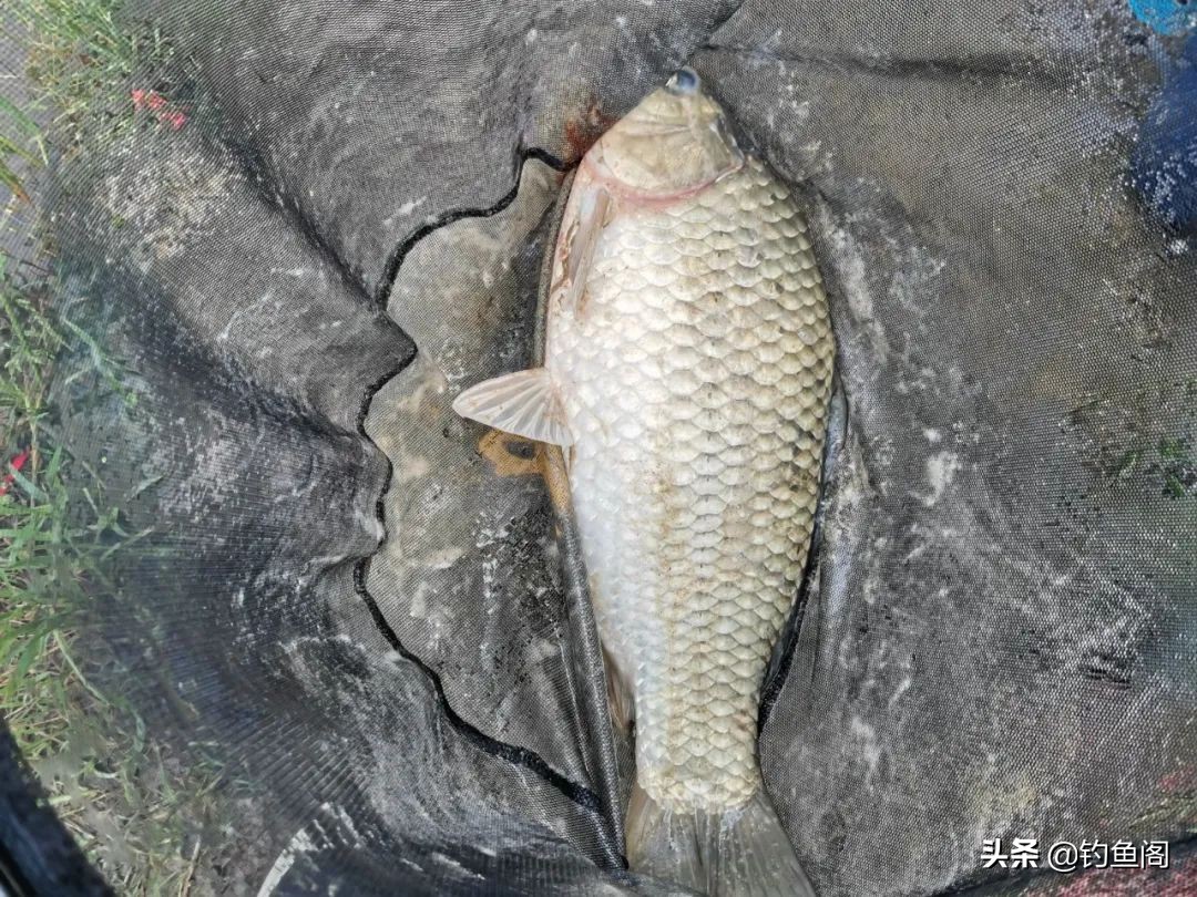 为什么遛鱼会没有劲,遛鱼为什么那么费力