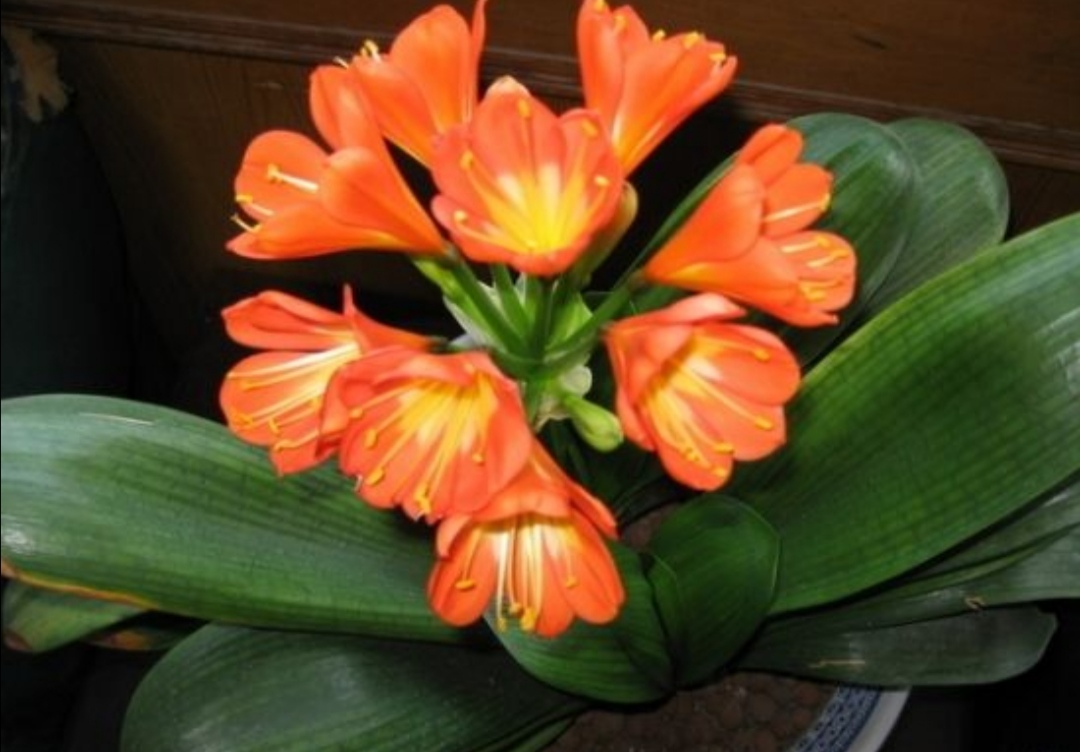 君子兰从孕蕾到开花需要多长时间,君子兰从出现孕肚到开花要多久