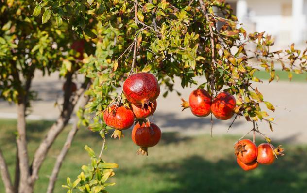 小院种树的位置和风水,种5棵树寓意