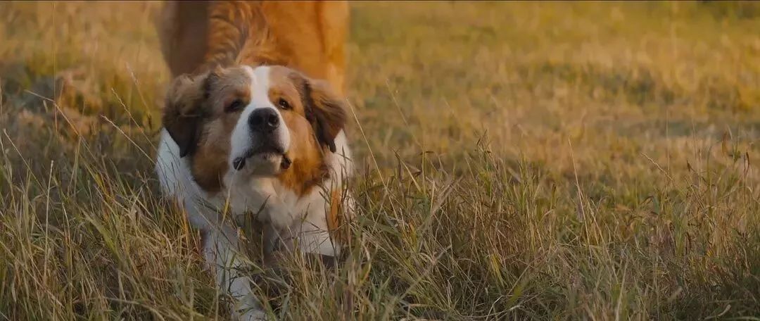 暖心治愈萌宠电影,萌宠电影超感人