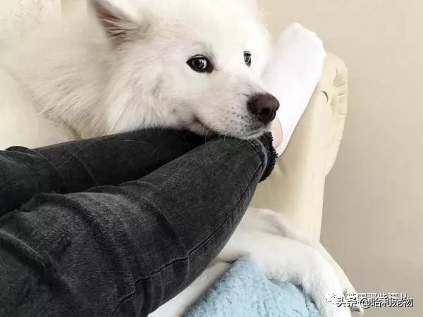 要狗看门？千万别选萨摩耶！这货除了笑不会干别的了