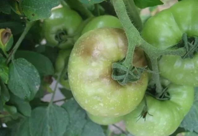 真菌病害详细大全,真菌病害和细菌病害用药大全