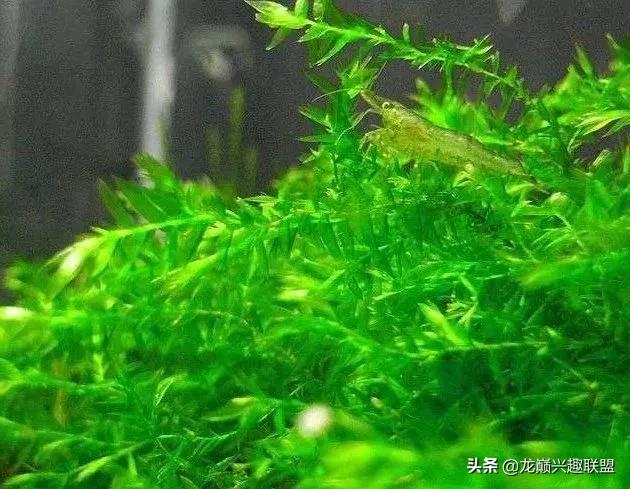 沉木绑扎什么莫斯好,珊瑚莫斯怎么绑扎