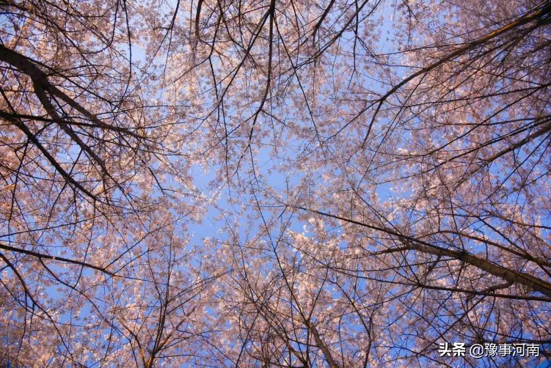 河南许昌樱花景点,许昌樱花最美的地方