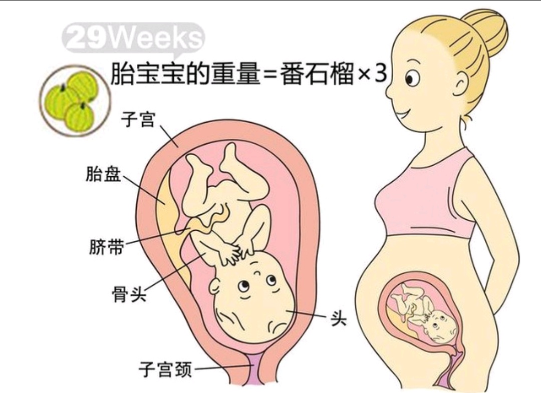 孕1-40周胎儿发育过程,孕8周到12周胎儿发育情况