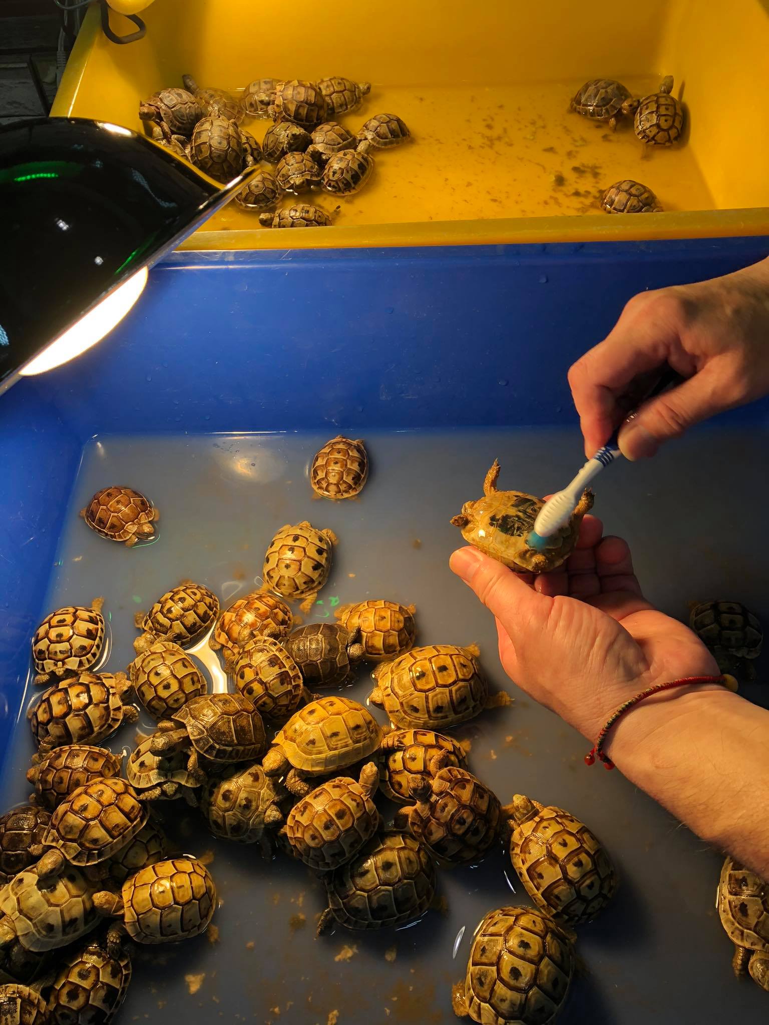 欧洲陆龟排酸吗,欧洲陆龟的图片