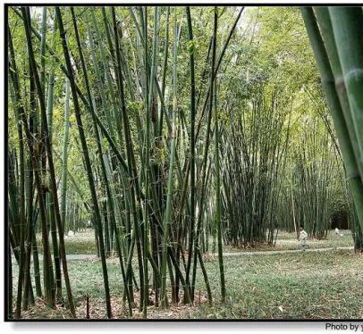 成都望江楼公园简介,成都望江楼公园要门票吗