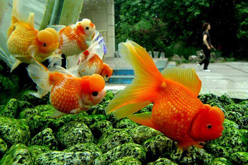 哪个品种的金鱼最漂亮最好看,特别飘逸的金鱼品种有哪些
