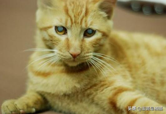 猫咪眼睛发炎的症状用什么眼药水,猫咪眼睛疾病的症状