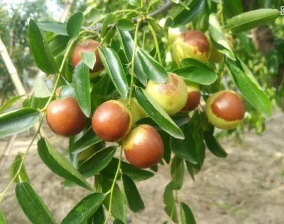 陕西大荔哈密瓜,大荔县东野雀