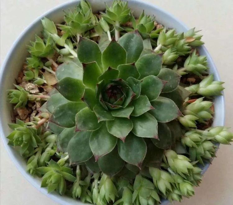 一花一世界多肉园艺,一花一世界一叶一菩提多肉植物