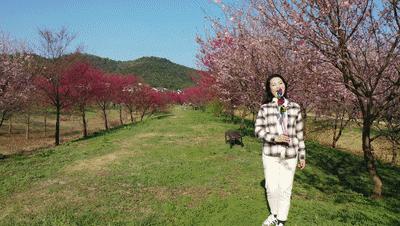 好嗨“游”（11）|这一片早樱还不去赏，错过又得等一年