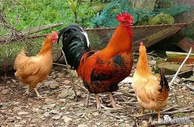 养鸡三大绝密秘诀,养鸡技术十大经典